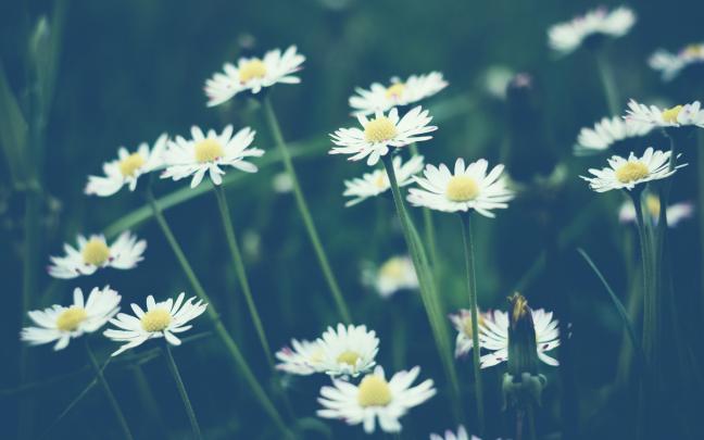 daisy wallpapers hd - HD Desktop Wallpapers