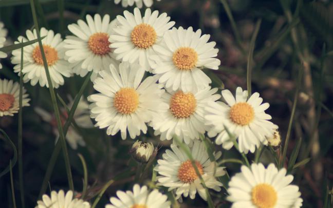 Desktop Daisy HD Wallpapers