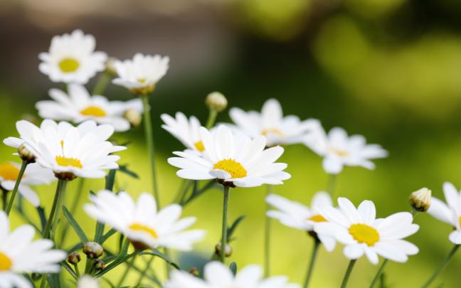 field of daisies pictures - HD Desktop Wallpapers
