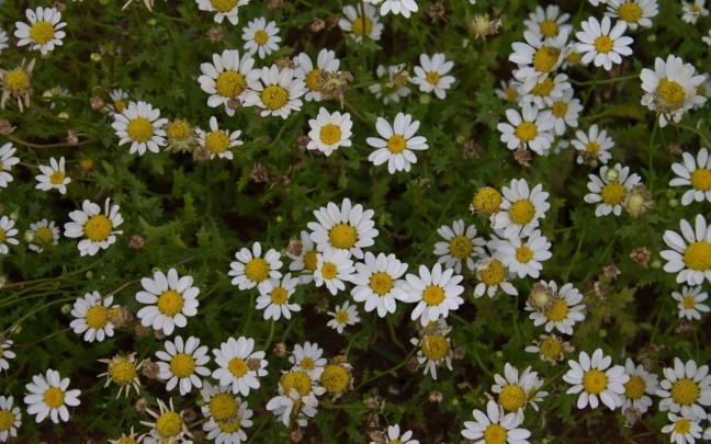 HD Desktop Daisy Wallpapers