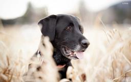 Black Lab Desktop Wallpaper