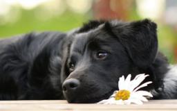 Black Lab Desktop Wallpaper