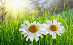 Daisy Wallpaper Desktop