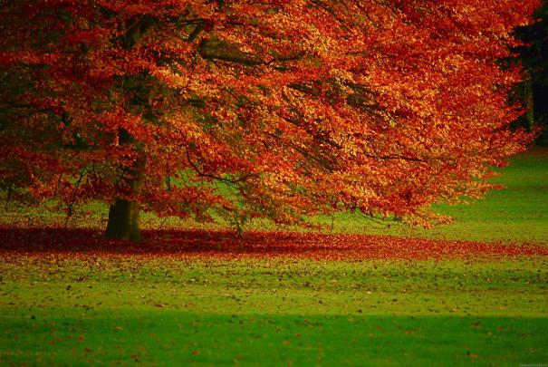 Wallpapers Nature Full Size Desktop 2016