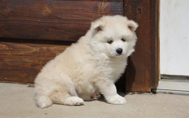 Download wallpapers cute white puppy, Pomsky Puppies, furry little dog 