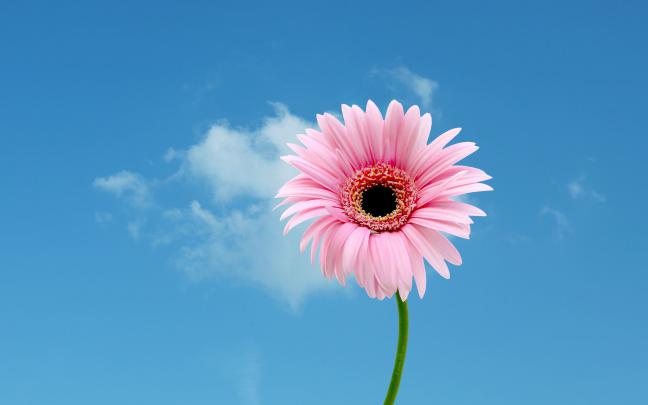 Gerber Daisy Wallpaper \u00b7\u2460 