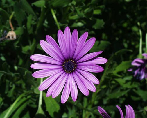 flowers for flower lovers.: Daisy flowers desktop wallpapers.