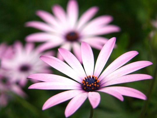 Daisy Wallpaper Backgrounds