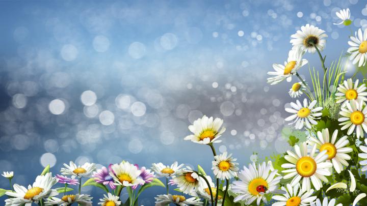 Daisy Wallpapers HD
