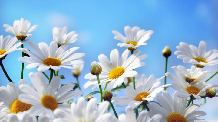 Vintage Daisy Desktop Wallpapers
