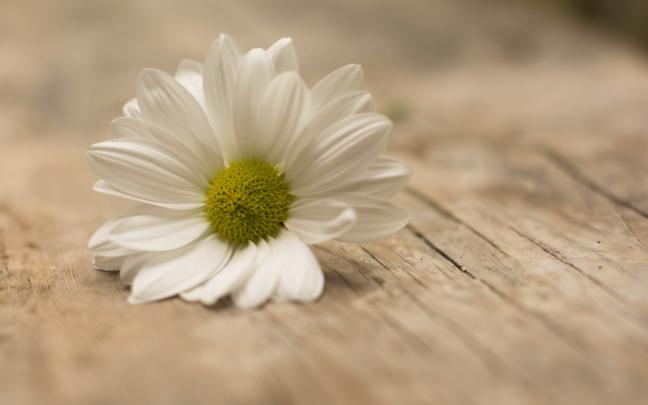 picture of daisies - HD Desktop Wallpapers