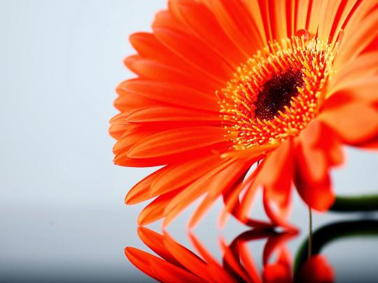 Daisy flower wallpaper - beautiful desktop wallpapers 2014