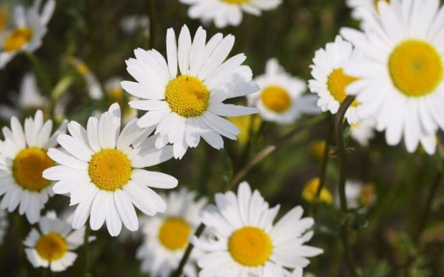 beautiful daisy pictures - HD Desktop Wallpapers