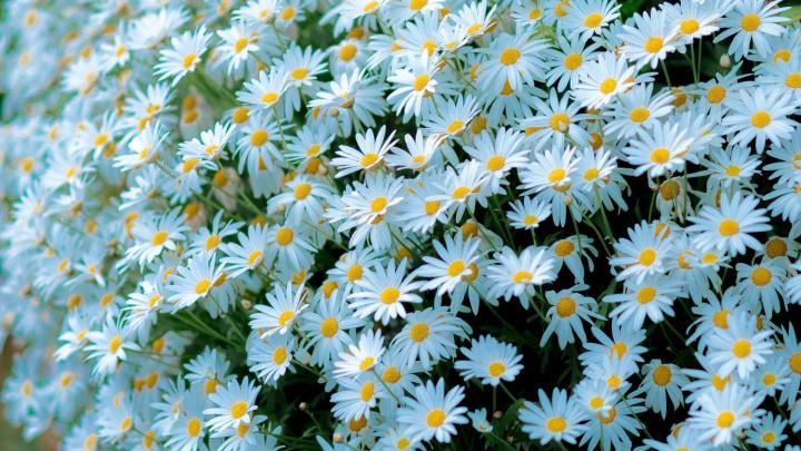 Daisy wallpapers 1920x1080 Full HD (1080p) desktop backgrounds