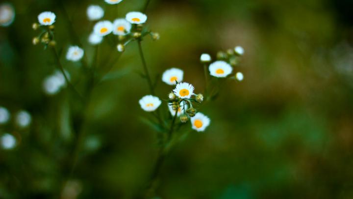Desktop Daisy HD Wallpapers