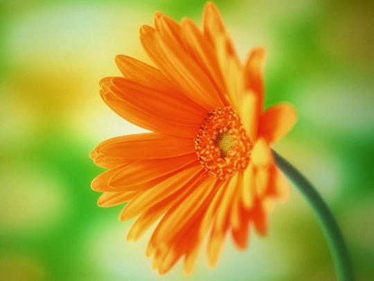 Daisy flower wallpaper - beautiful desktop wallpapers 2014