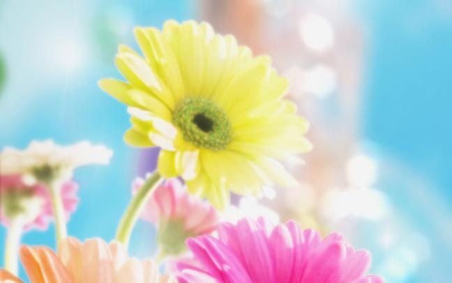 Daisy flower wallpaper - beautiful desktop wallpapers 2014