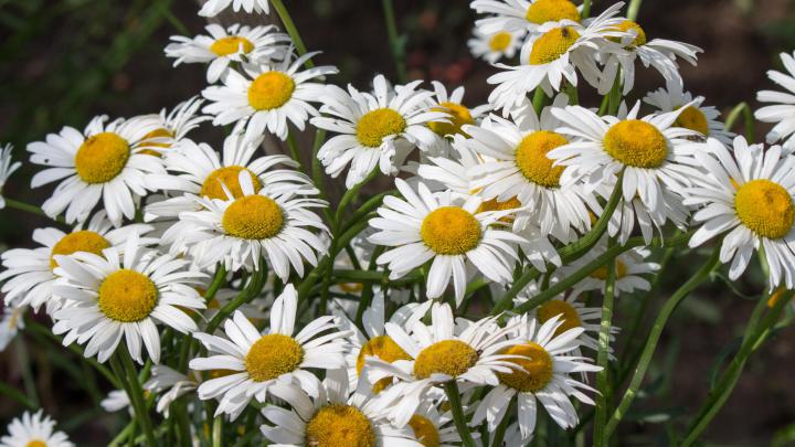 Daisies HD desktop wallpaper : Widescreen : High Definition : Fullscreen
