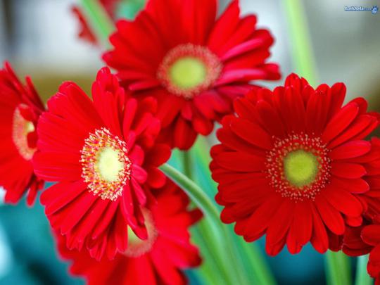 Daisy flower wallpaper - beautiful desktop wallpapers 2014