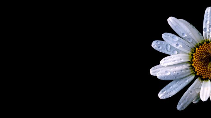 Desktop Daisy HD Wallpapers