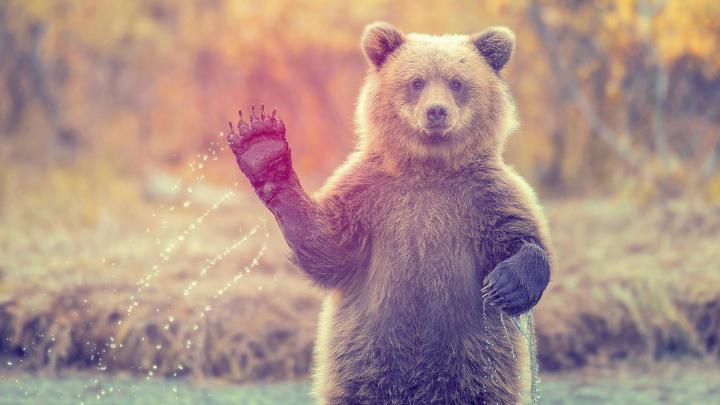 Weekly Wallpaper: Give Your Desktop Good Animal Vibes | Lifehacker 