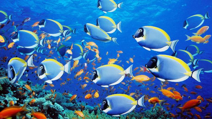 Fish Desktop Wallpaper (62+ images)