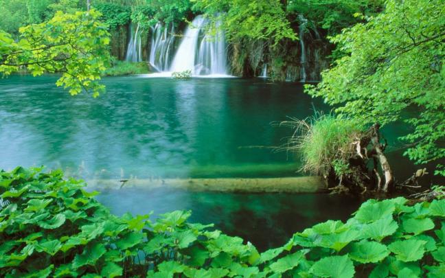 Free download Forest hd nature wallpaper 3d nature wallpaper 