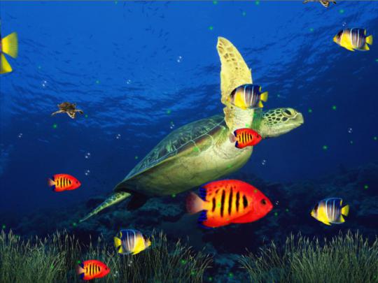 Free download Visit homepage of Marine Life Aquarium 3D Screensaver 