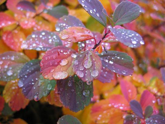 Free download Beautiful Wallpapers Beautiful Rain Wallpapers for your 