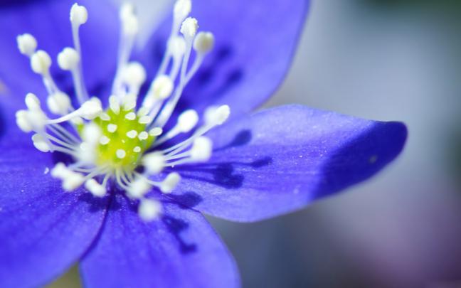 Flower Desktop Backgrounds \u00b7\u2460 