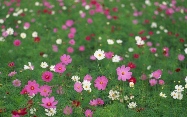 cosmos flowers A1 - HD Desktop Wallpapers