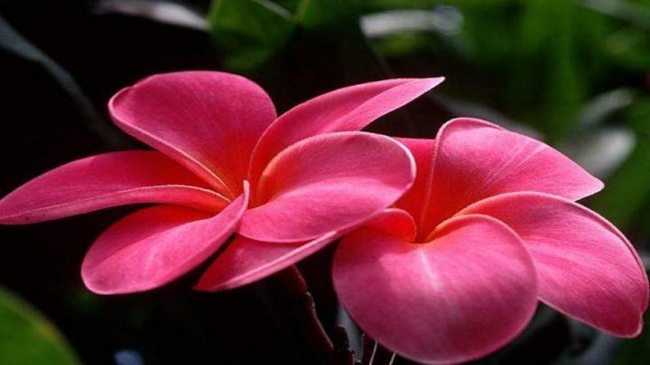 Pink Flower Desktop Wallpaper \u00b7\u2460 