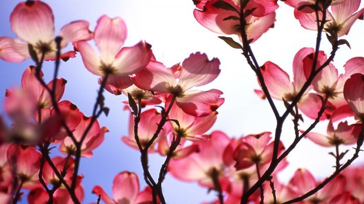 beautiful flower pink - HD Desktop Wallpapers