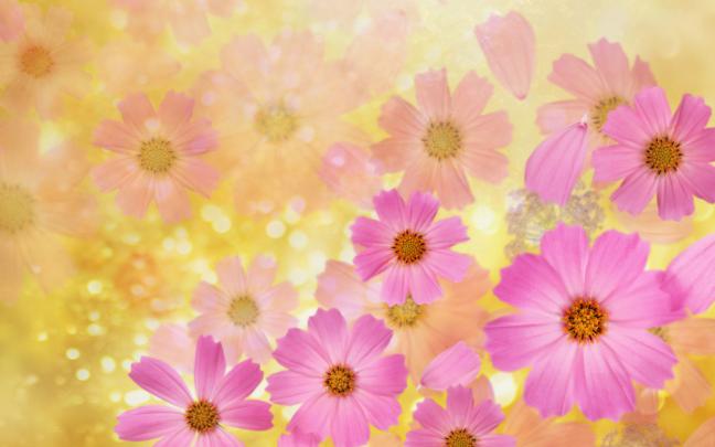 May Flowers Wallpaper HD Desktop (66+ images)