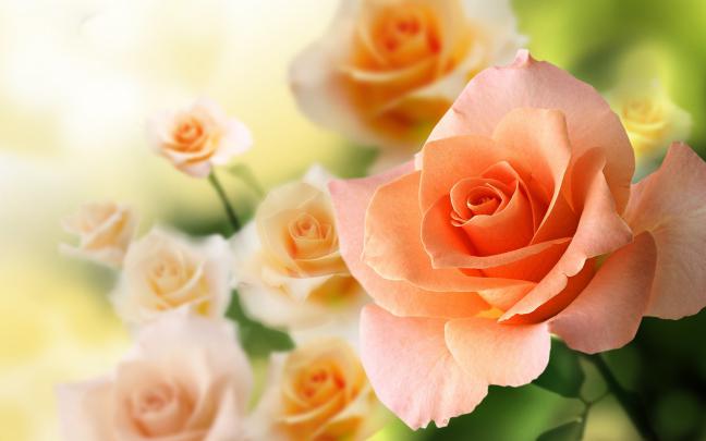 peach flowers picture - HD Desktop Wallpapers