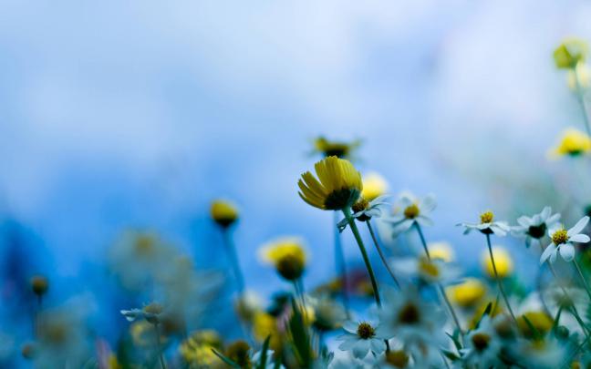 Summer Flower Wallpapers