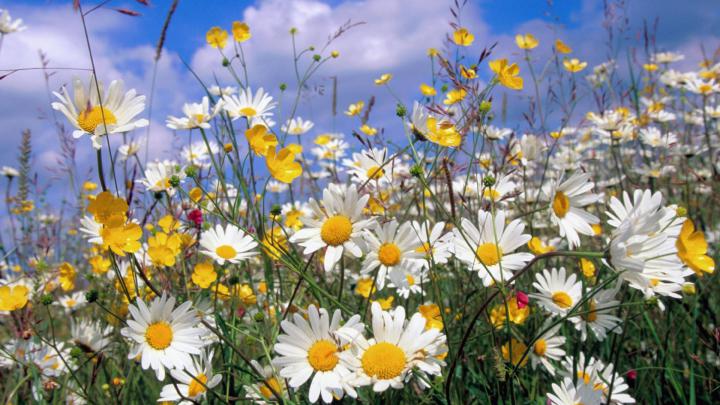 picture of daisy flowers - HD Desktop Wallpapers