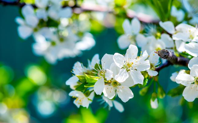20+ HD Desktop Flower Wallpapers
