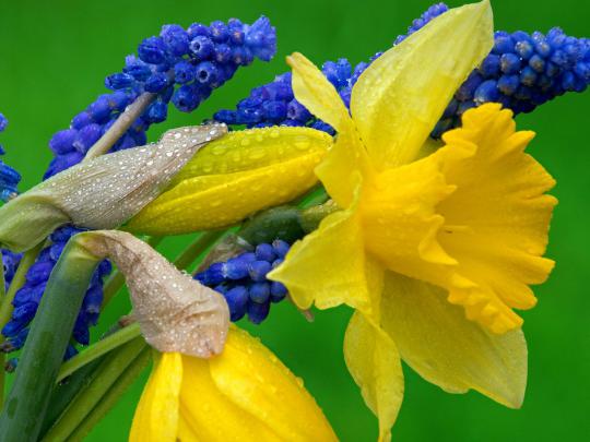 hyacinth flowers nature - HD Desktop Wallpapers