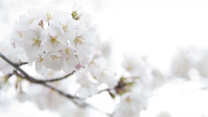 White Flowers Wallpapers Images Photos Pictures Backgrounds