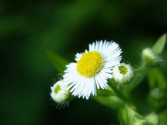 Nature flowers wallpapers for desktop |Funny \u0026 Amazing Images
