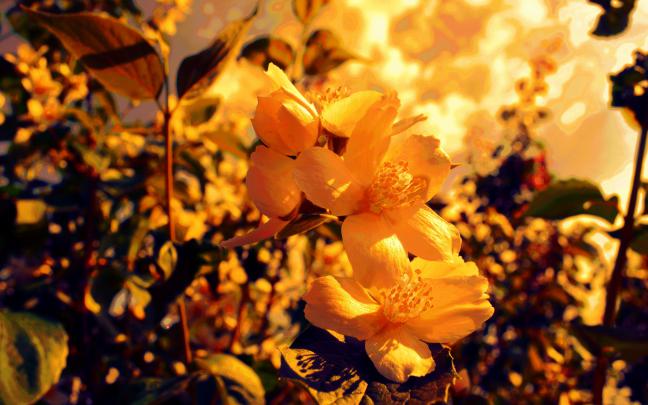 yellow flowers backgrounds - HD Desktop Wallpapers