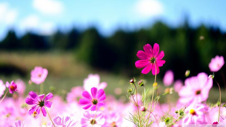 flower wallpapers 1920x1080p - HD Desktop Wallpapers
