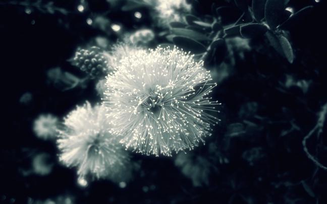 black flowers - HD Desktop Wallpapers