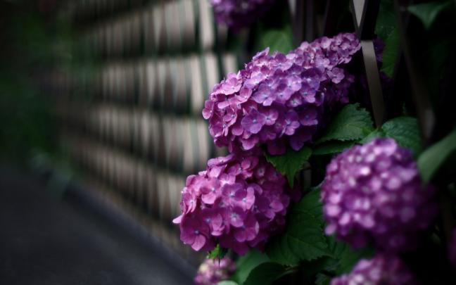 beautiful flowers hydrangea - HD Desktop Wallpapers