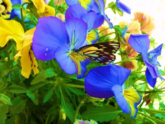 85 Wallpaper Flower Backgrounds For Mobile And Desktop