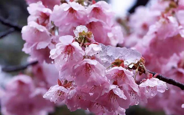 wallpapers: Cherry Flowers Wallpapers