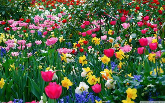 Desktop Wallpaper Spring Flowers \u00b7\u2460 
