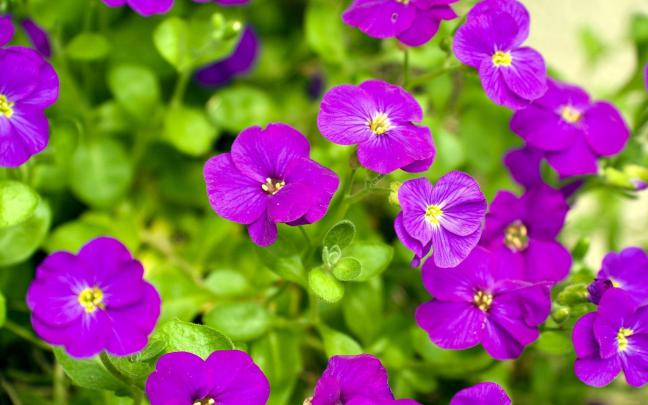 May Flowers Wallpaper HD Desktop (66+ images)