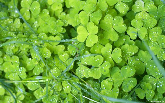 Green Desktop Wallpaper (77+ images)